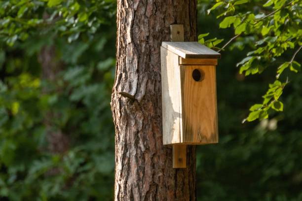 istock Wooden birdhouse on a tree trunk. 1453567385