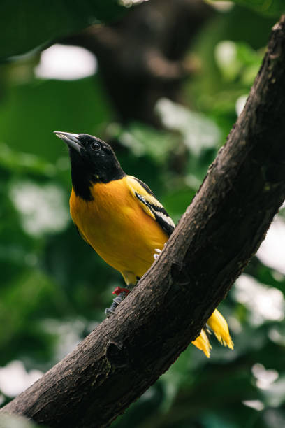 istock Vertical shot of yellow bird on tree brench 1453568643
