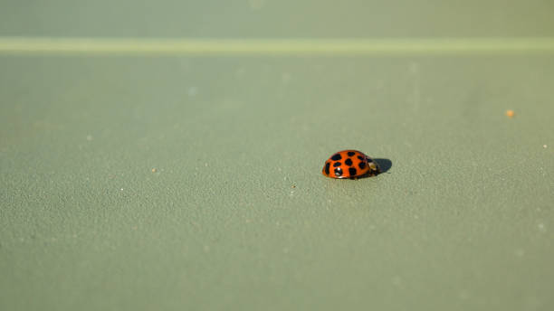 istock Closeup of a ladybug on a green surface 1453569681