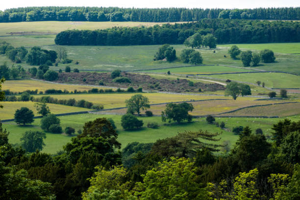 istock Closeup of a field with green trees 1453569992