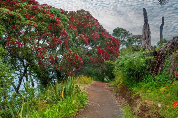 istock Empty footpath passing by a Pohutukawa tree in red bloom under a cloudy sky 1453570101