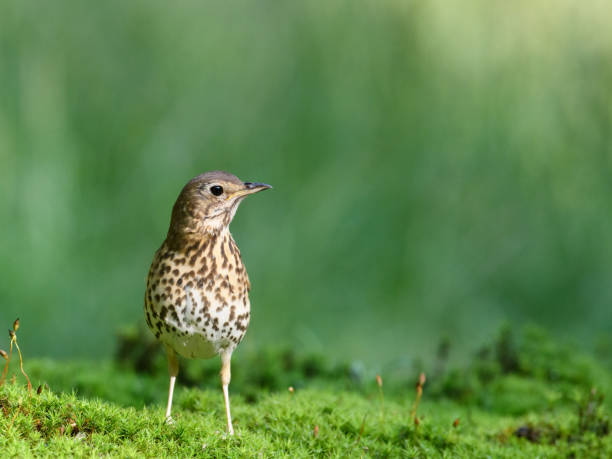 istock Songbird, walking on the green grass on a sunny day. blurred background 1453570107