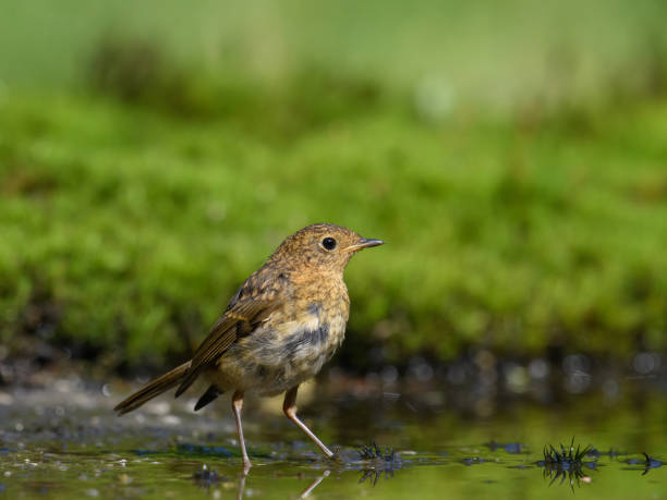 istock Robin bird standing on moss covered creek edge with its reflection on water 1453570117