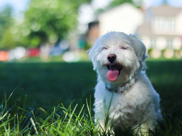 istock Cute Maltese dog in a park against blurred background 1453570442