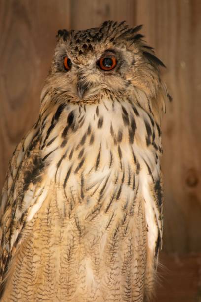 istock Vertical shot of a long-eared owl (Asio otus) on the blurred background 1453570485