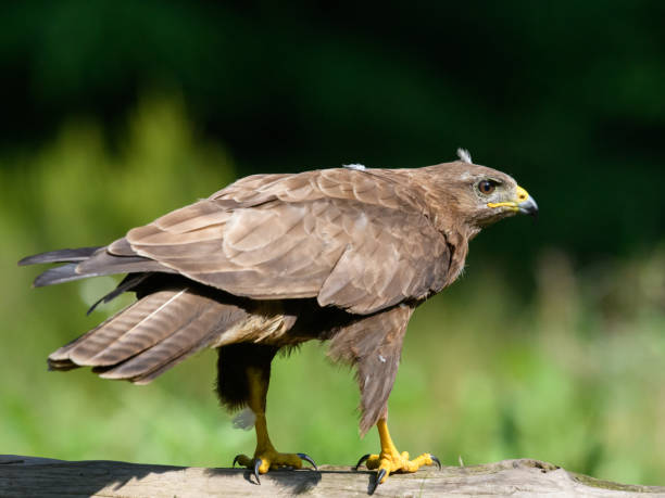 istock Closeup shot of a common buzzard on tree , ready to take off 1453570496