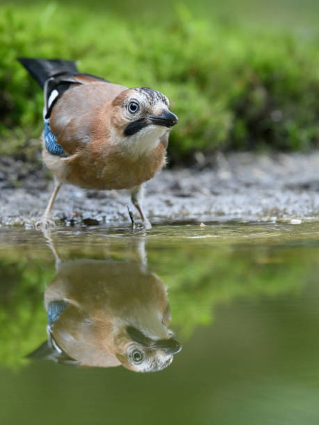 istock Vertical shot of Eurasian jay drinking water from a small puddle in the forest 1453570521
