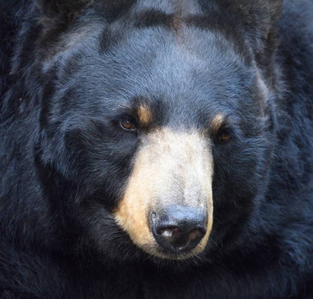 istock Closeup of a black bear in a zoo 1453570959