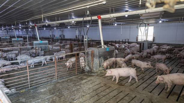 istock High-angle view from the pigs inside a hog house 1453571165