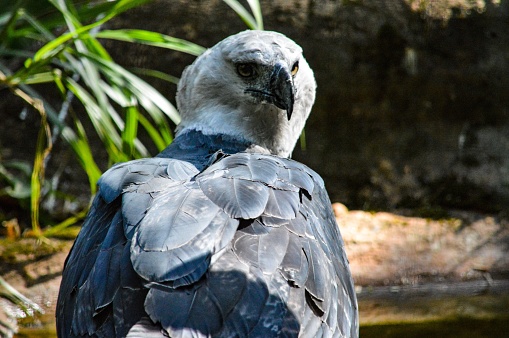 A back view of a harpy eagle