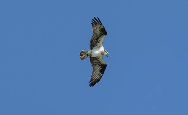 istock Low angle shot of an eagle flying on the clear blue sky in bright sunlight 1453571210