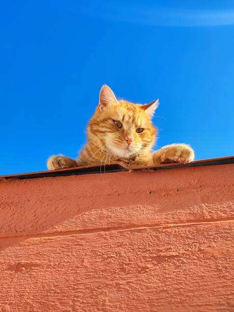 Frightened red cat looks inside the empty pool