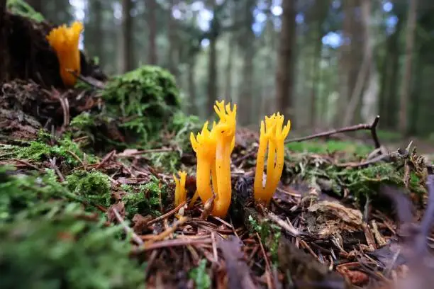 The edible Ramaria aure (yellow coral) mushroom grown in the forest with trees in the blurred background