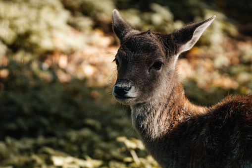 A closeup of a cute baby deer looking melancholic in a sunny forest in autumn full of crunchy leaves