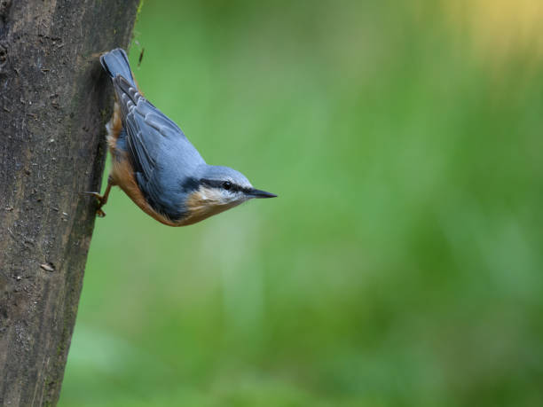 istock Full frame side shot of bird with bright blue feathers against a blurry bokeh background 1453571370