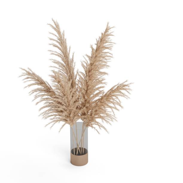 istock Pampas grass in a flower pot on the white background 1453571597