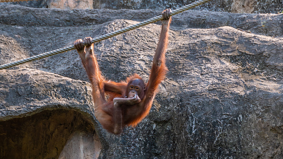 A closeup of an Orangutan hanging on a rope