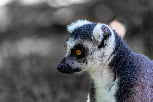 A beautiful Lemur, Maki catta, closeup, at safari de Peaugres, france