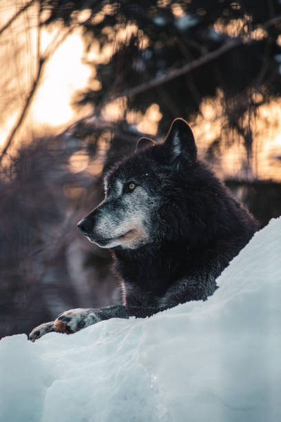 istock Vertical shot of wolf in snow 1453572527