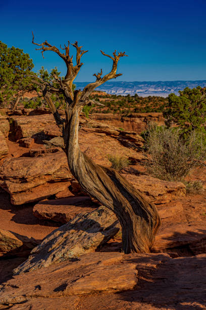 istock A twisted juniper trunk in the Colorado National Monument 1453572600