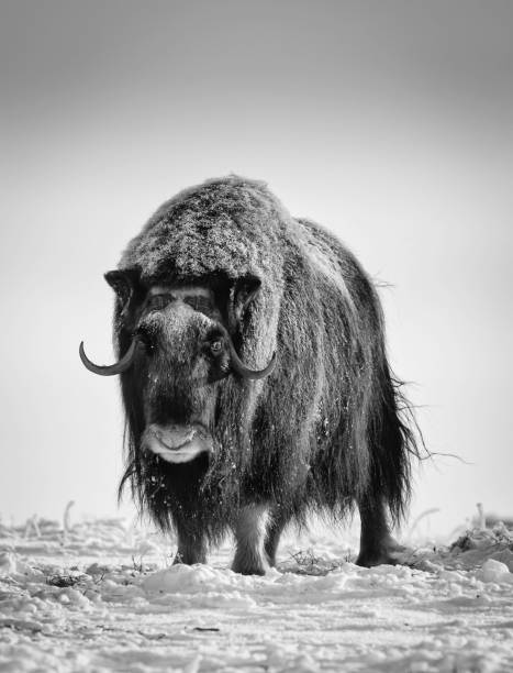 istock Musk Ox facing on arctic tundra in winter 1453573281
