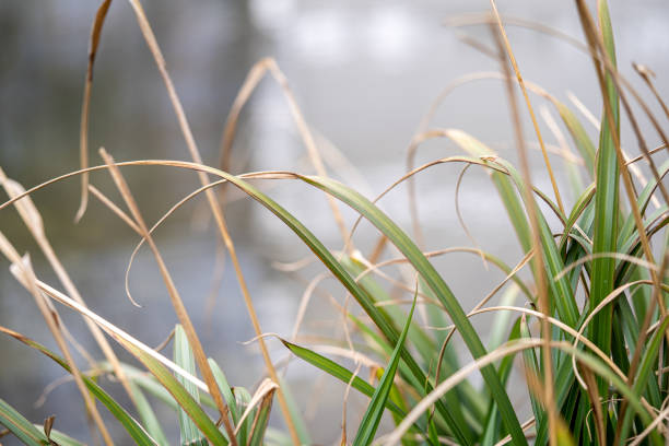 istock Closeup of a sedge plants 1453573302