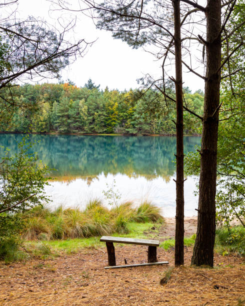 istock Vertical shot of a reflective lake surrounded by dense trees under the clear sky 1453573378