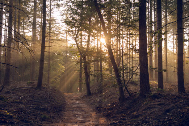 istock Unpaved road amid dense trees in the foggy forest with sunlight 1453573518