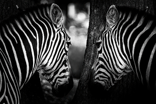 zebra hide and seek at the park, Safari de Peaugres, France
