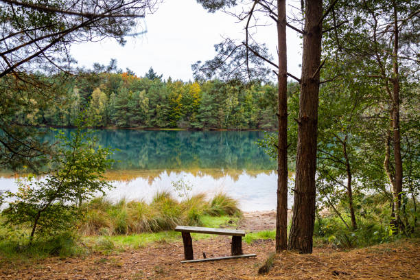 istock Reflective lake surrounded by dense trees under the clear sky 1453573561