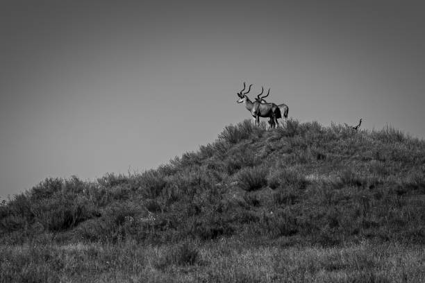 istock greater kudu on the hill looking away 1453573624