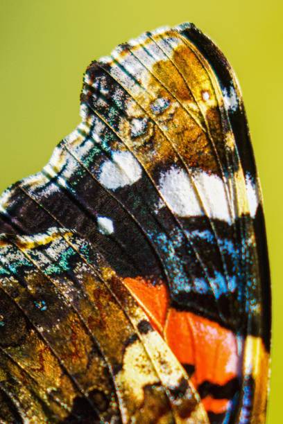 istock Upper wing of a fine-grained butterfly in a backyard in Basel, Switzerland 1453574000