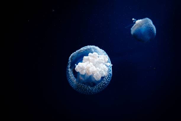 istock Beautiful medusas in water 1453574037