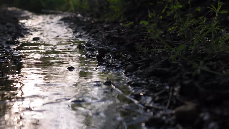 Small muddy stream in the woods shot in HD