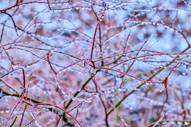 istock Beautiful shot of frosted tree branches 1453574566