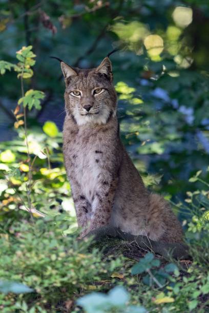 istock Lynx in nature in summer 1453574686