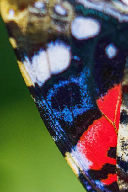 istock Upper wing of a fine-grained butterfly in a backyard in Basel, Switzerland 1453574690