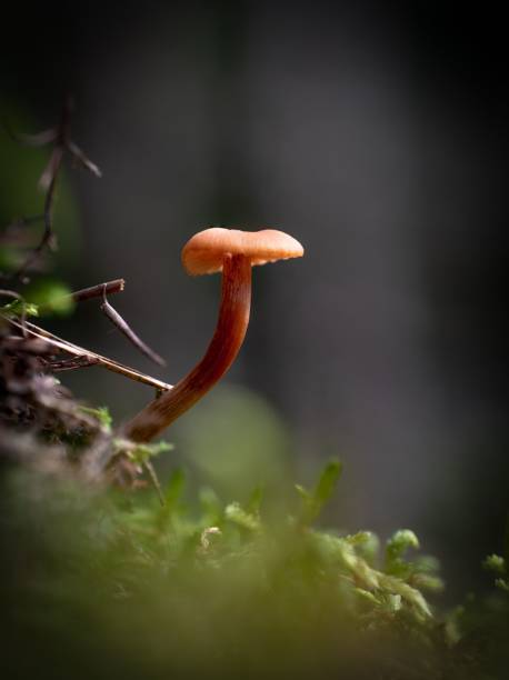 Vertical closeup of a Laccaria laccata fungus captured against the blurred forest background A vertical closeup of a Laccaria laccata fungus captured against the blurred forest background laccata stock pictures, royalty-free photos & images