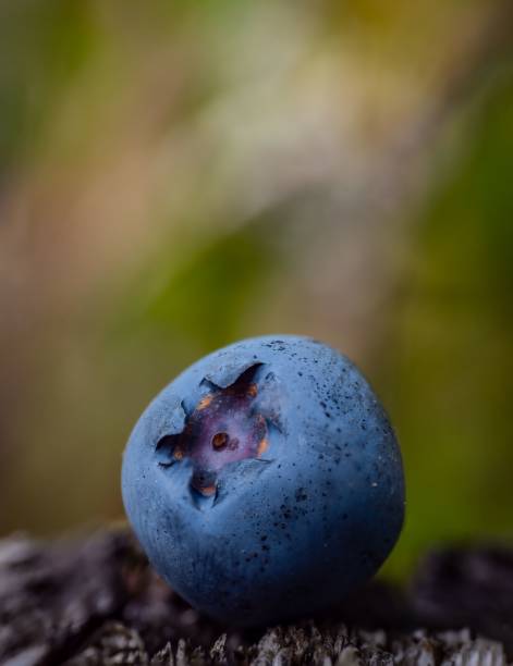 Vertical macro of a blueberry ball captured against a blurred background