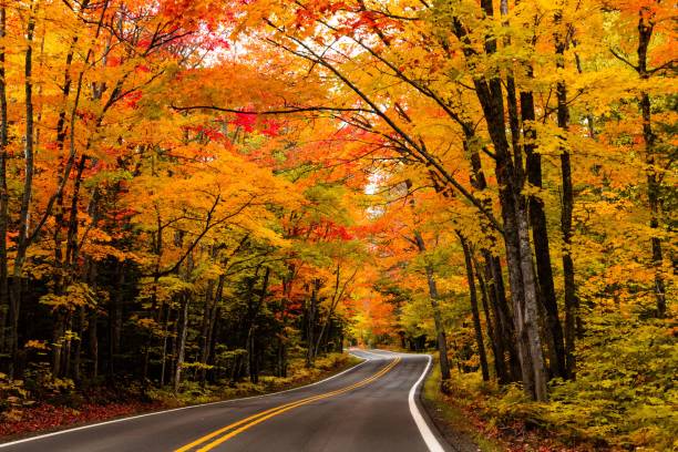 istock Asphalt road, forest trail going through a mesmerizing forest in fall colors, autumn foliage 1453574866