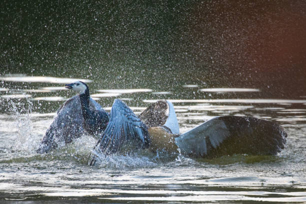 istock Nile goose (Egyptian goose) fighting a nun goose in Basel, Switzerland 1453575267
