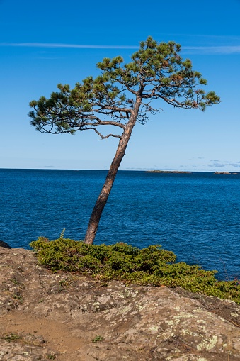 A vertical of a pine tree on shore of Lake Superior on Keweenaw peninsula, Michigan
