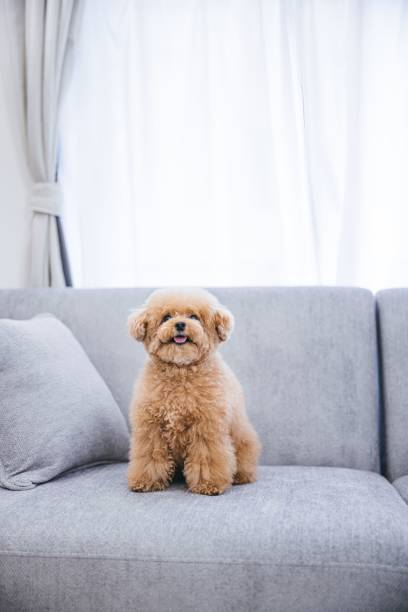 istock Vertical close-up of a cute fluffy toy poodle sitting on a gray sofa 1453576340
