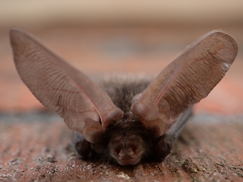 A closeup of a brown long-eared bat