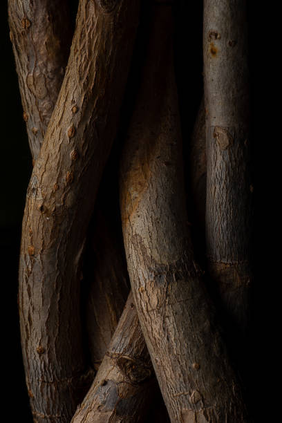 istock Vertical shot of plant branches weaving together under dramatic contrast lighting isolated on black 1453576462