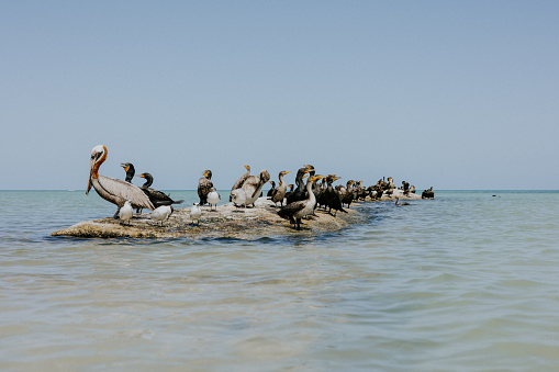 A beautiful shot of waterbirds standing on a rock formations in the middle of the sea against blue sky in bright sunlight