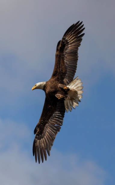 istock Vertical shot of the underside of bald eagle flying, Myakka River State Park 1453576528
