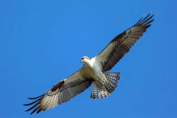 Photo of Photo of the underside of an osprey flying in the sky in Circle B Bar reserve, Lakeland, Florida