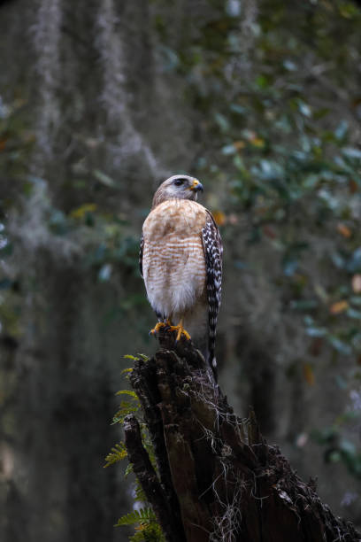 istock Vertical shot of a red-shouldered Hawk in a tree 1453576842