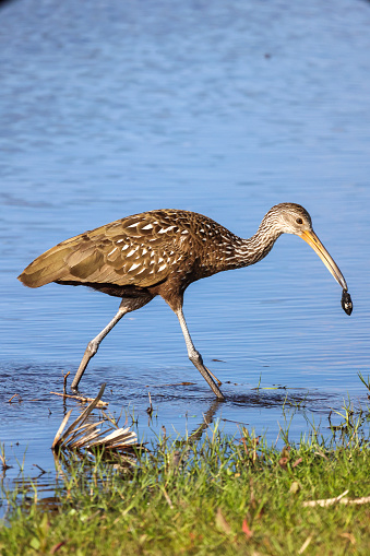 A photo of a limpkin bird carrying breakfast at Myakka River State Park, Florida